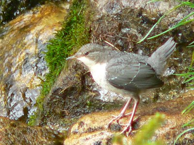 thumbs/voegel/wasseramsel2.jpg