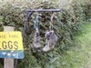 thumbs/wales/wales0002.jpg